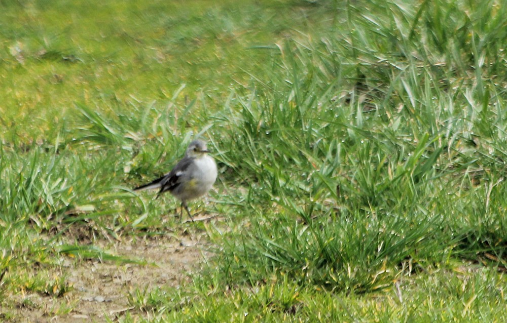 Citrine Wagtail